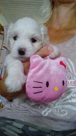 Coton de tulear Aphrodite "Dicte" billede 1