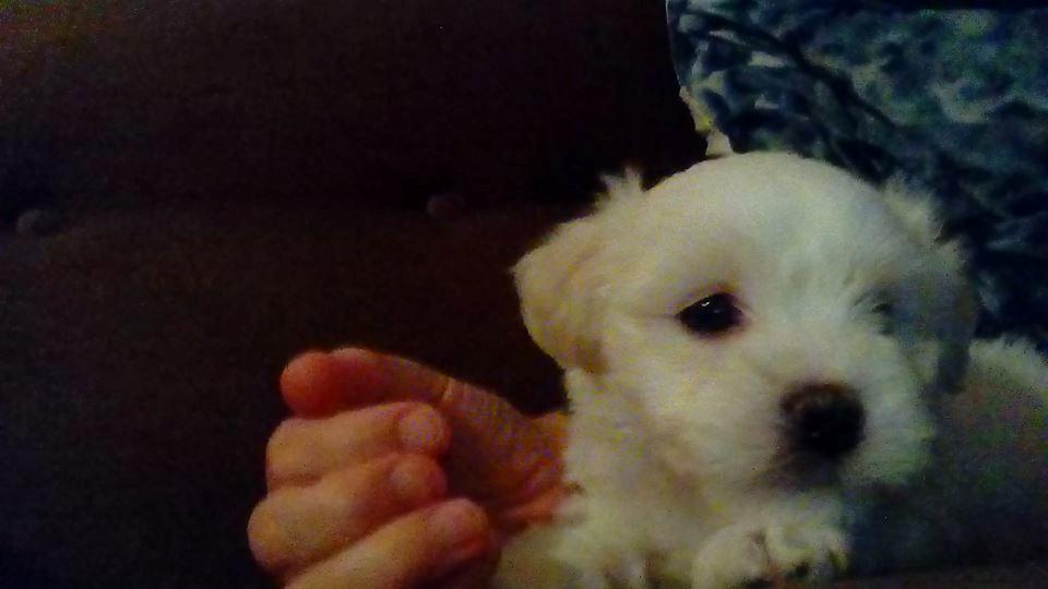 Coton de tulear Aphrodite "Dicte" billede 3