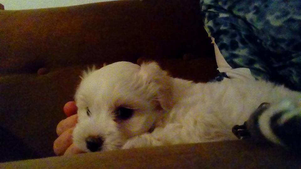 Coton de tulear Aphrodite "Dicte" billede 4