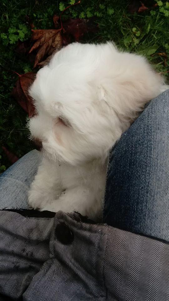 Coton de tulear Aphrodite "Dicte" billede 5