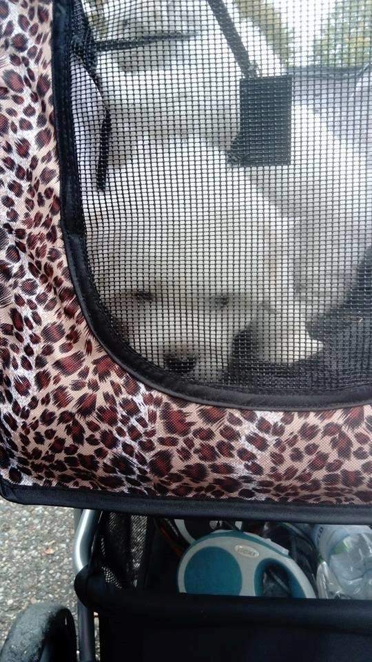 Coton de tulear Aphrodite "Dicte" billede 6