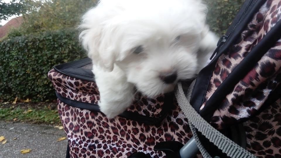 Coton de tulear Aphrodite "Dicte" billede 7