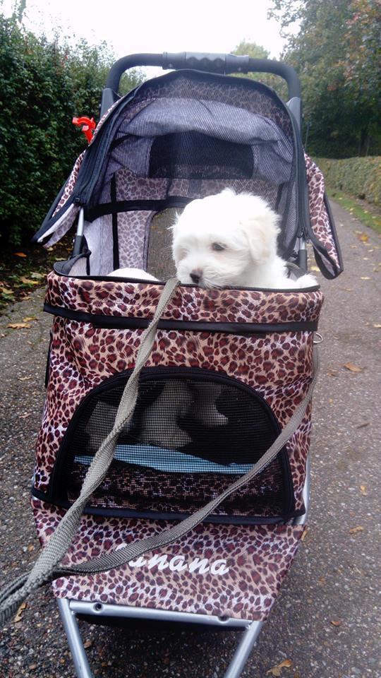 Coton de tulear Aphrodite "Dicte" billede 8