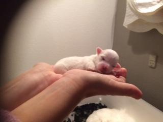 Coton de tulear Aphrodite "Dicte" billede 9