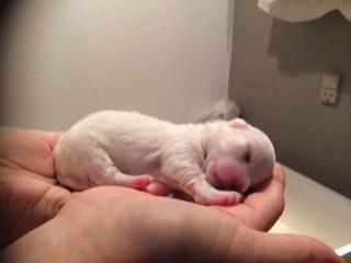 Coton de tulear Aphrodite "Dicte" billede 10