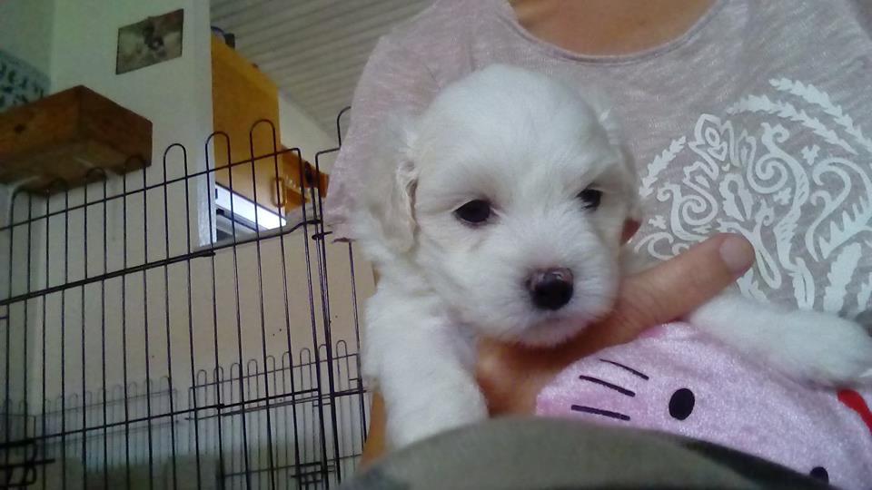 Coton de tulear Aphrodite "Dicte" billede 2