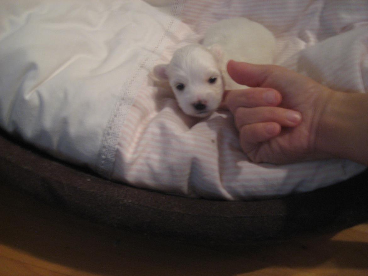 Coton de tulear Aphrodite "Dicte" billede 12
