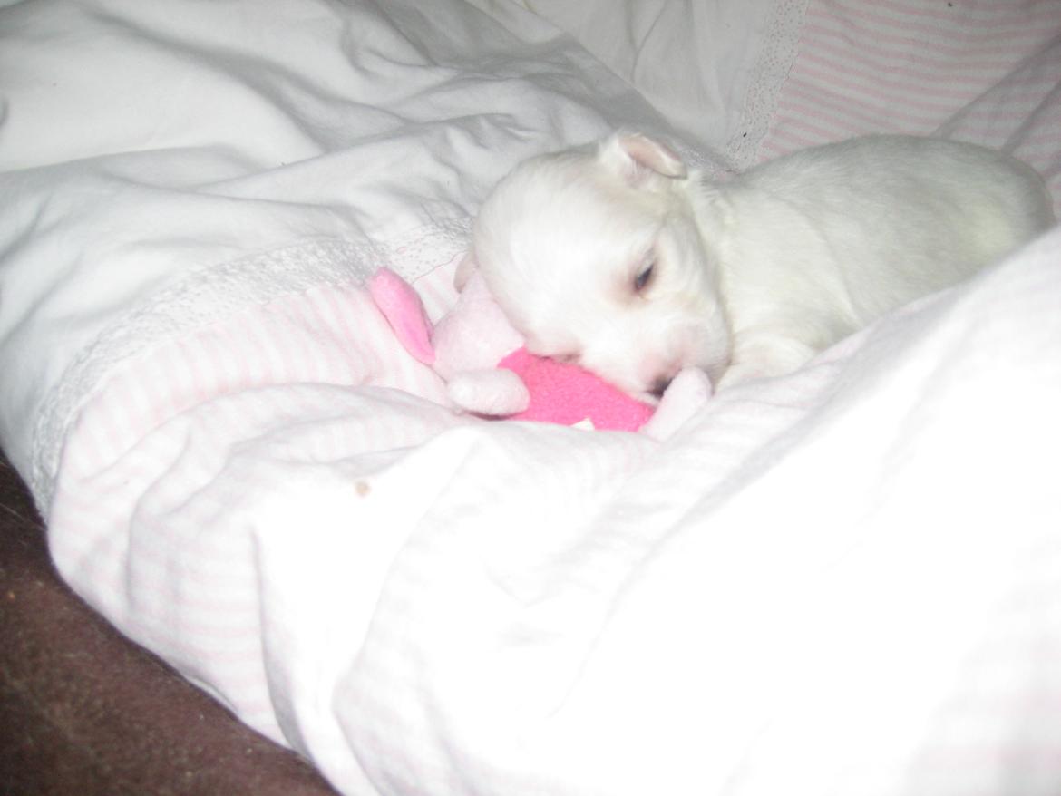 Coton de tulear Aphrodite "Dicte" billede 13