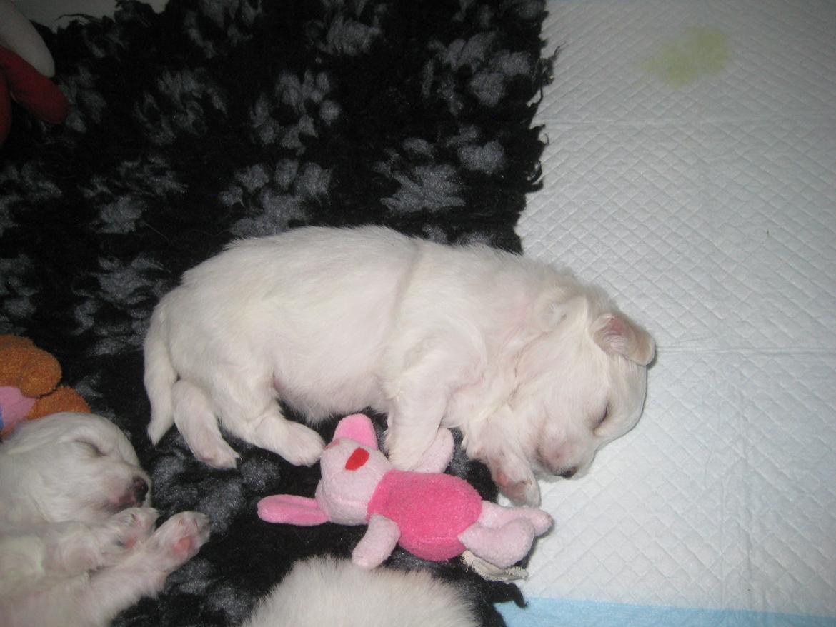 Coton de tulear Aphrodite "Dicte" billede 14