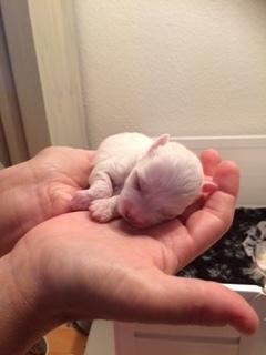 Coton de tulear Aphrodite "Dicte" billede 11