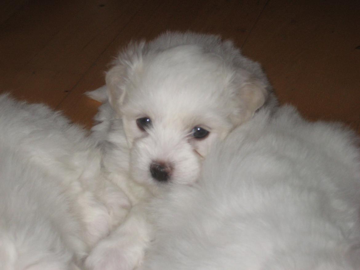 Coton de tulear Aphrodite "Dicte" billede 15