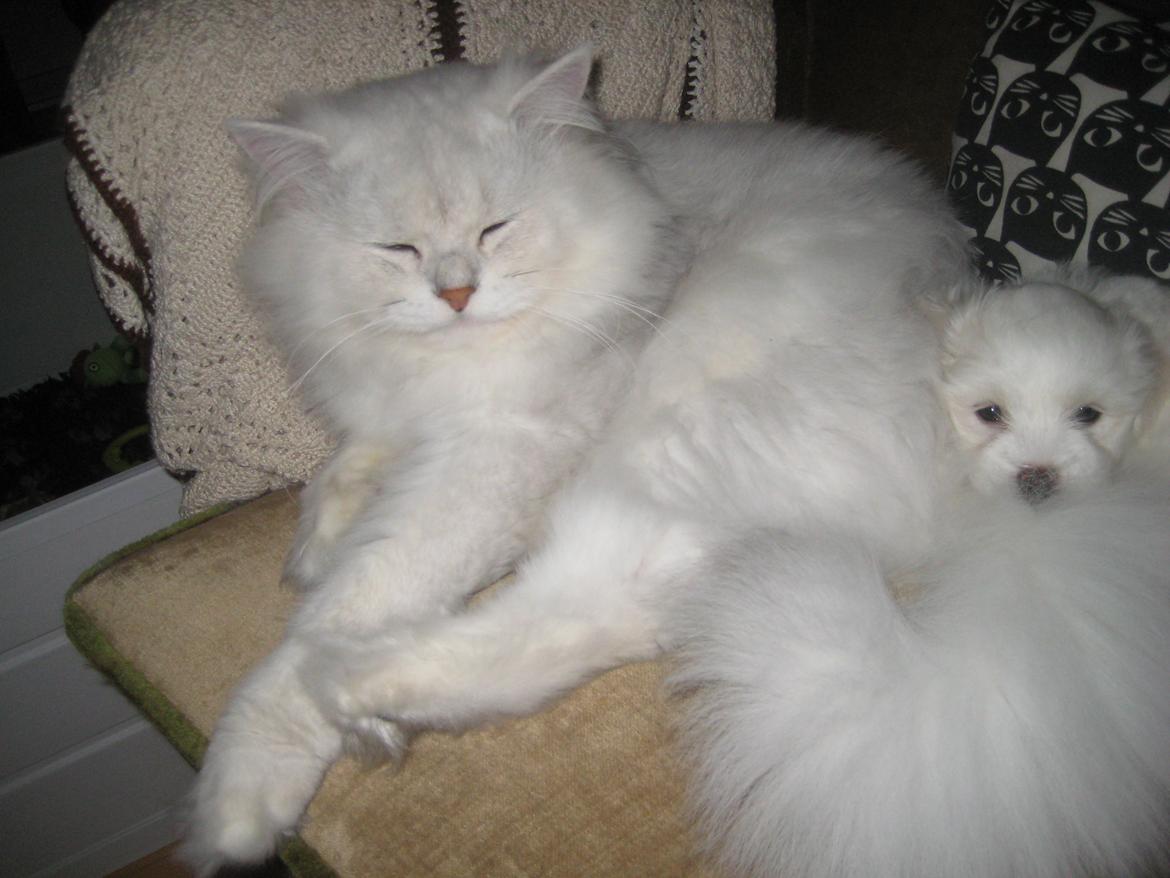 Coton de tulear Aphrodite "Dicte" billede 17