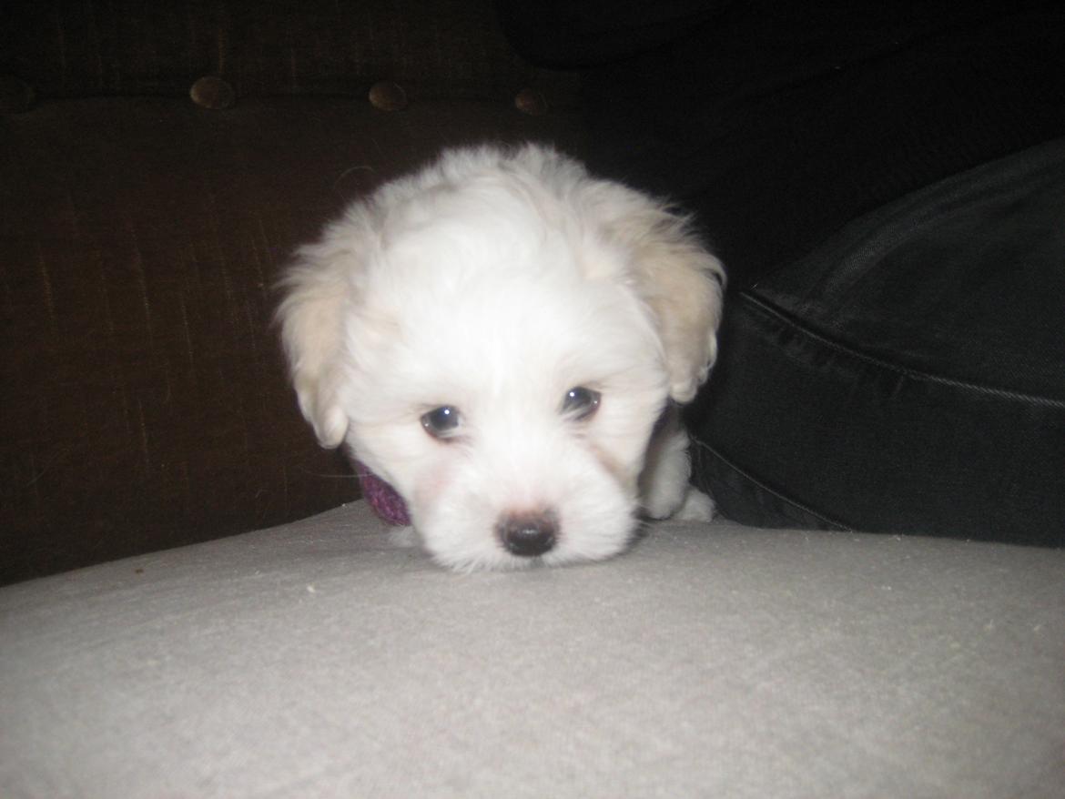 Coton de tulear Aphrodite "Dicte" billede 18
