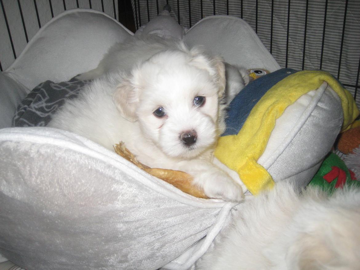Coton de tulear Aphrodite "Dicte" billede 16