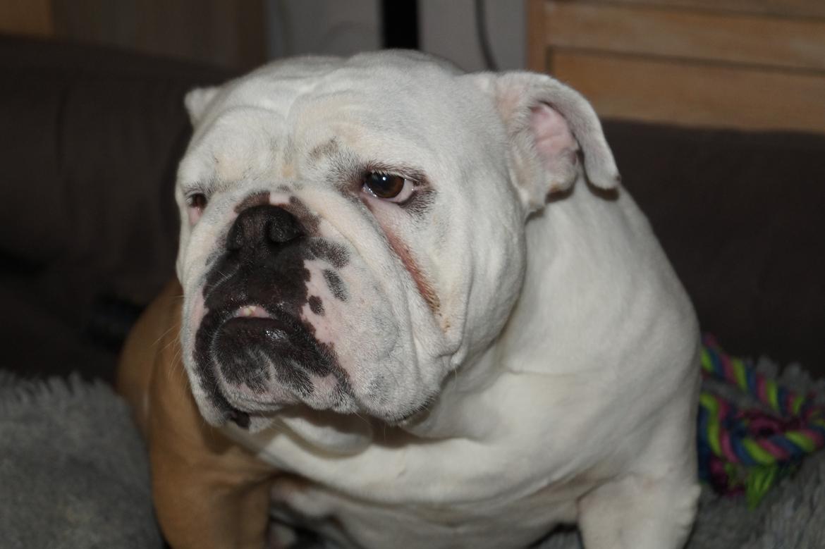Engelsk bulldog Sonja billede 2