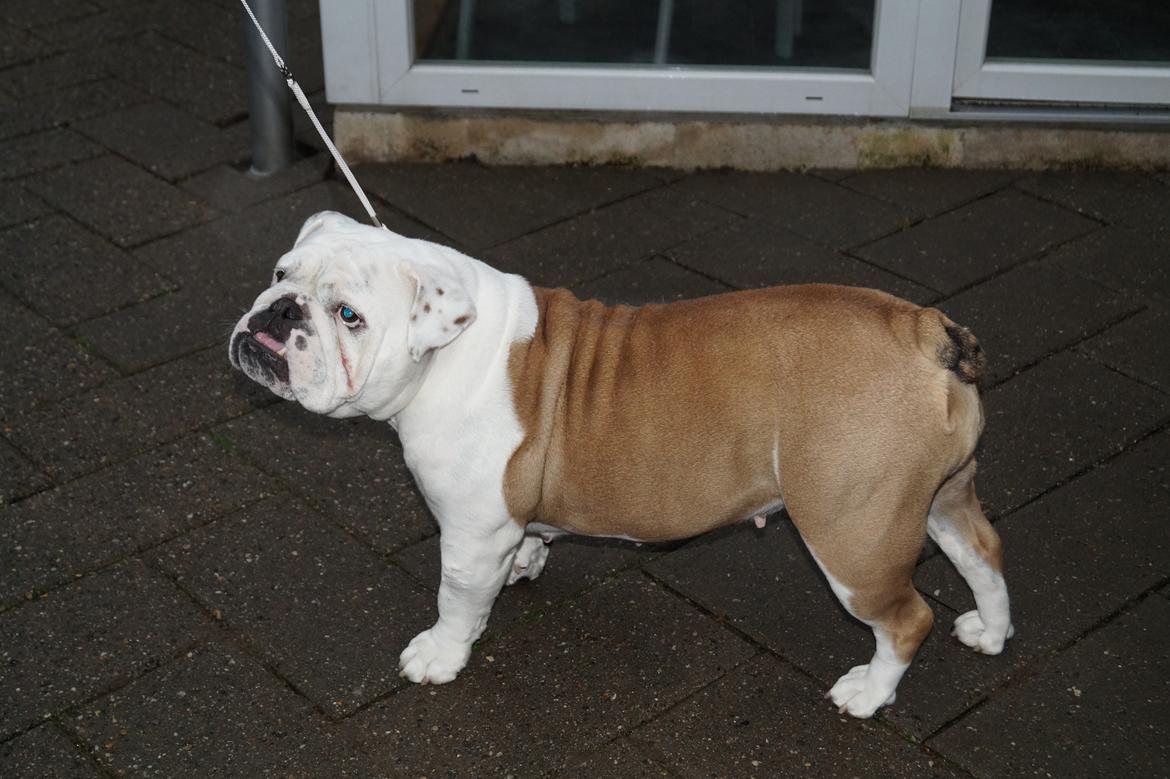 Engelsk bulldog Sonja billede 3