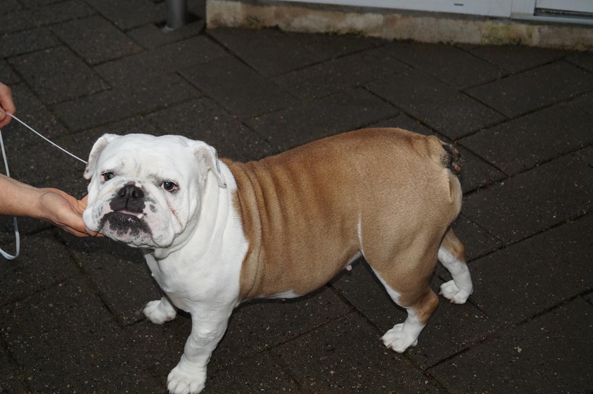 Engelsk bulldog Sonja billede 4