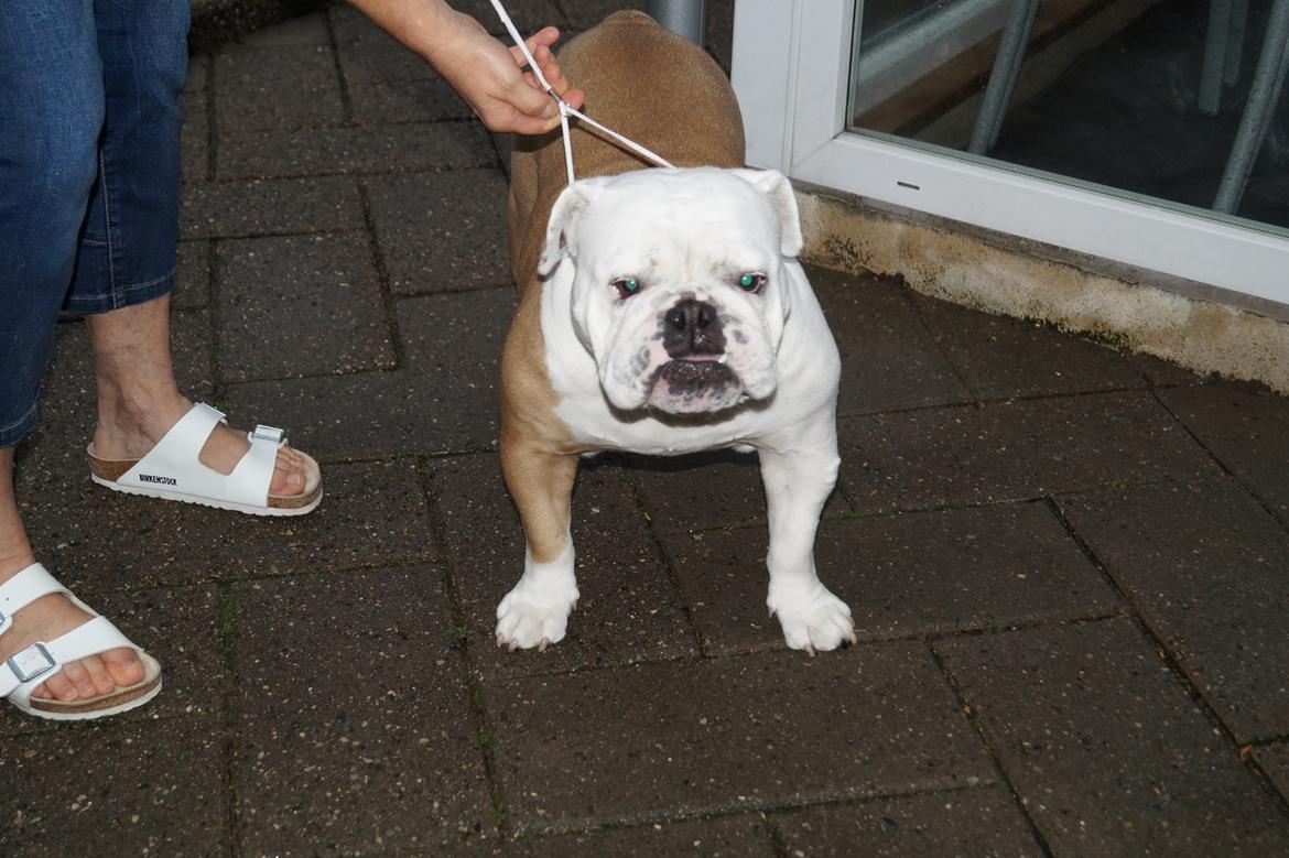 Engelsk bulldog Sonja billede 5