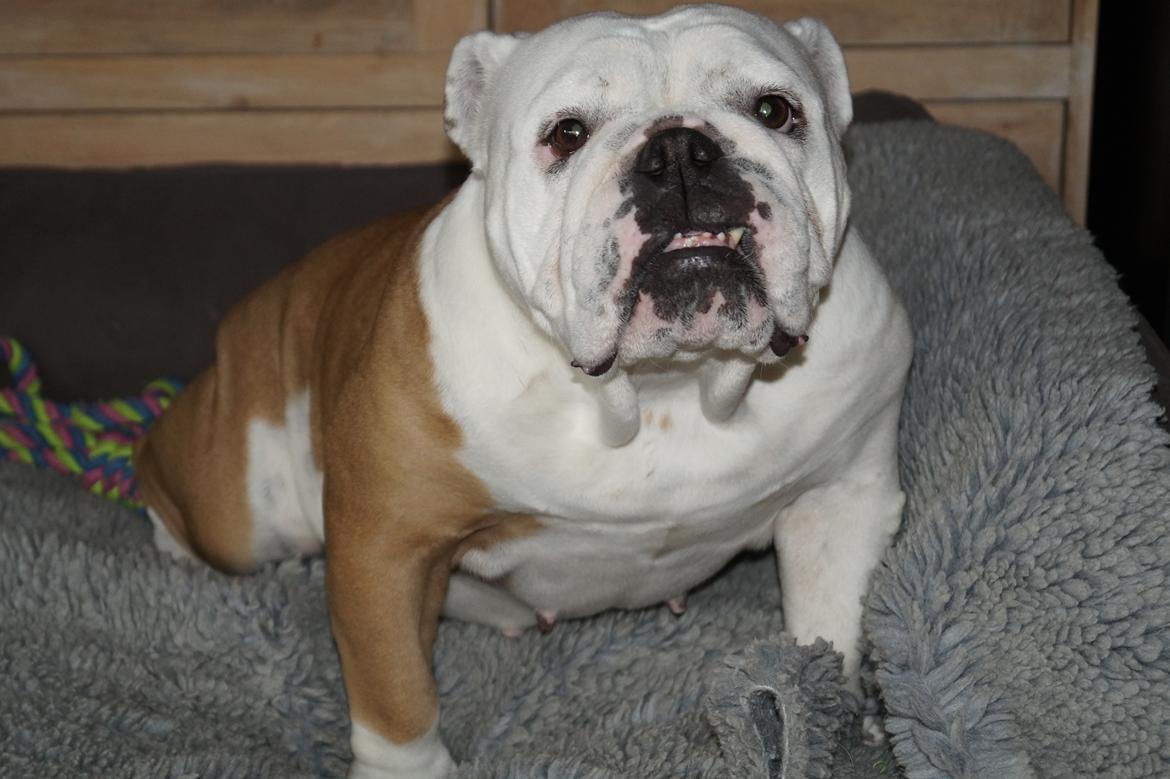 Engelsk bulldog Sonja billede 1