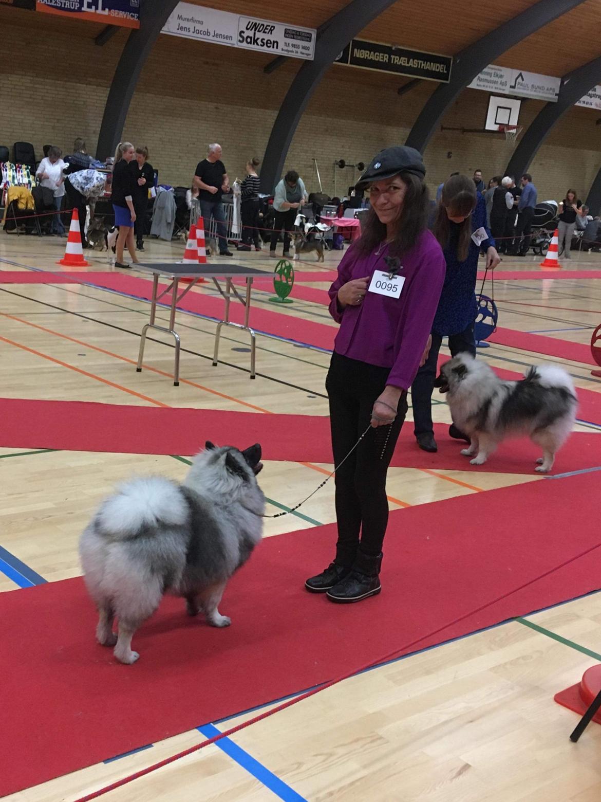 Keeshond Asdis - House of Keesgaard A Silver Past  billede 21