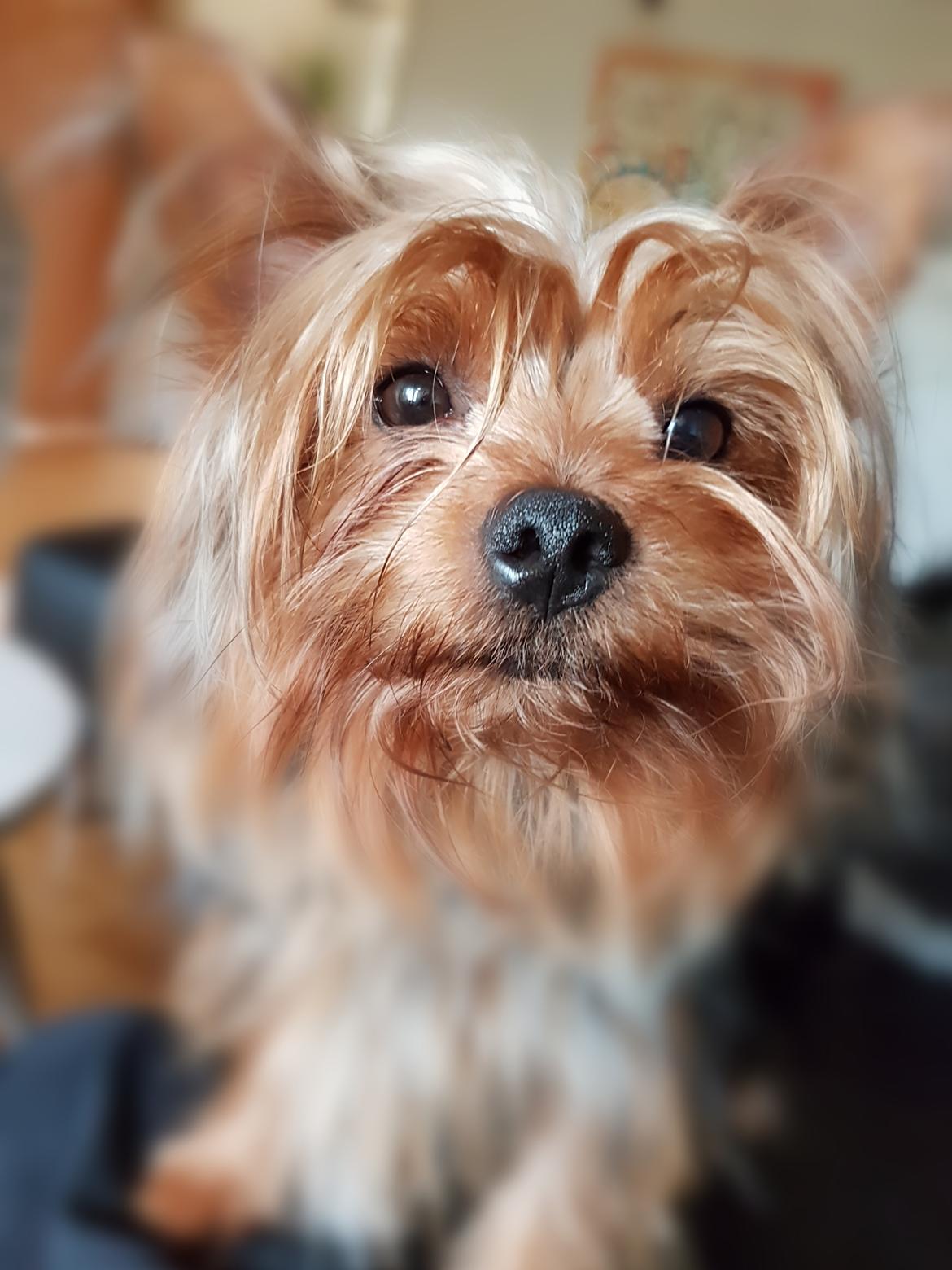 Yorkshire terrier Hugo Boss - Halløjsa godtfolk.  Mit navn er Boss.....Hugo Boss billede 1