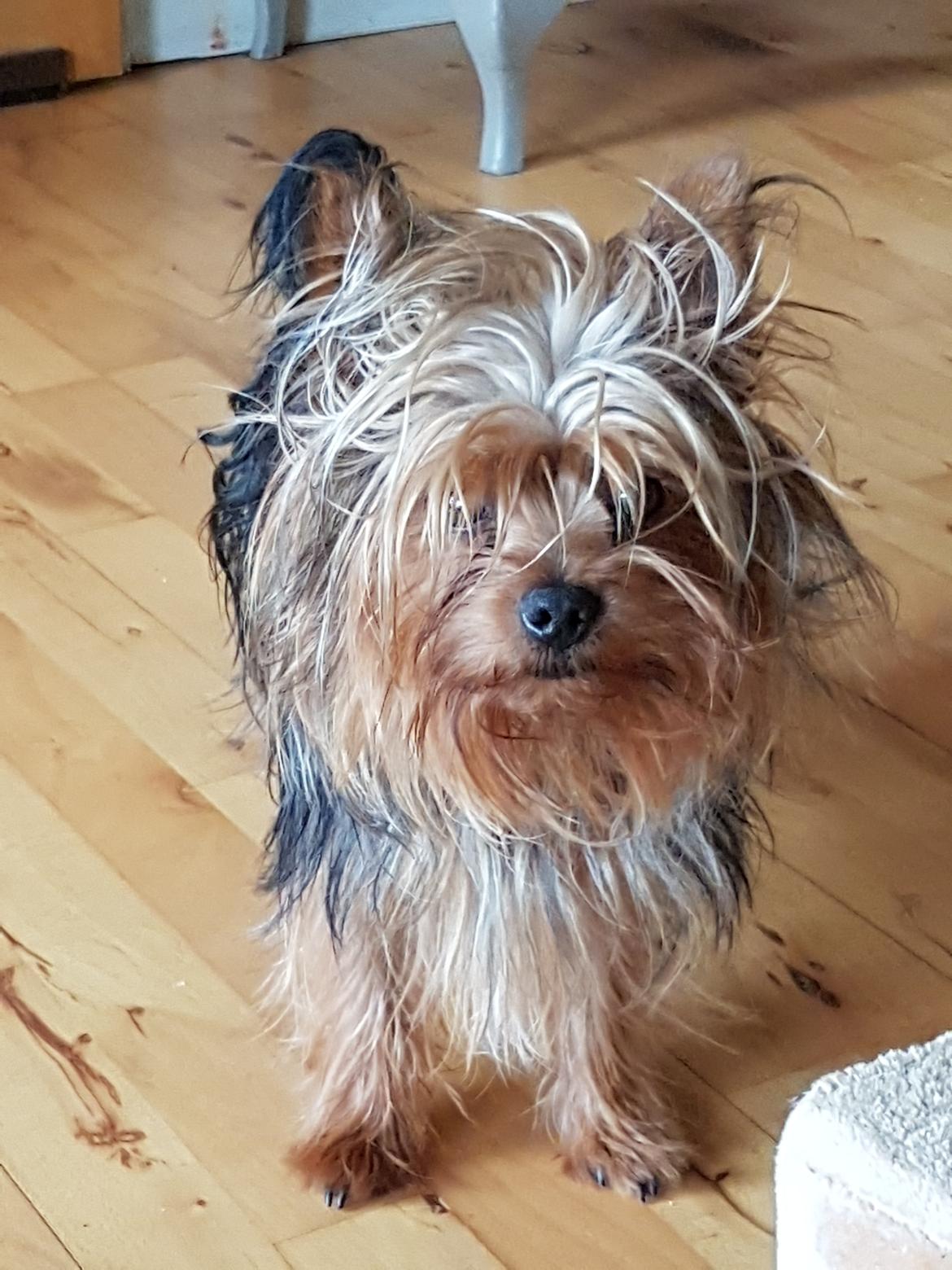 Yorkshire terrier Hugo Boss - Bad Hair day  billede 5