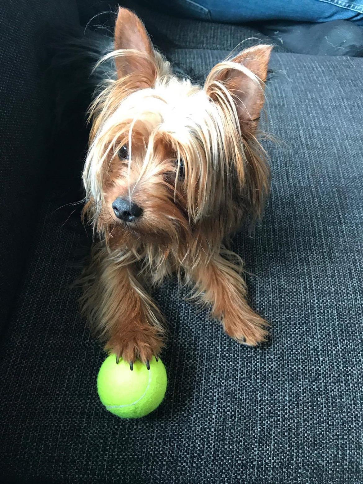 Yorkshire terrier Hugo Boss - Prøv og se om du tør tage min bold billede 4