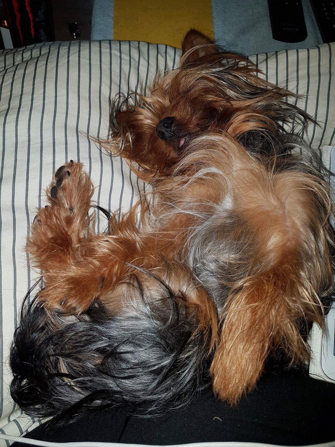 Yorkshire terrier Hugo Boss - Nap time ZZZZzzzxxx billede 7