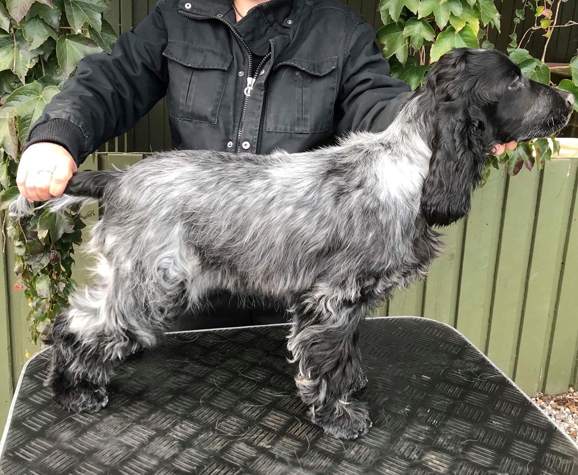 Cocker spaniel Ever - Ever 5 mdr billede 15