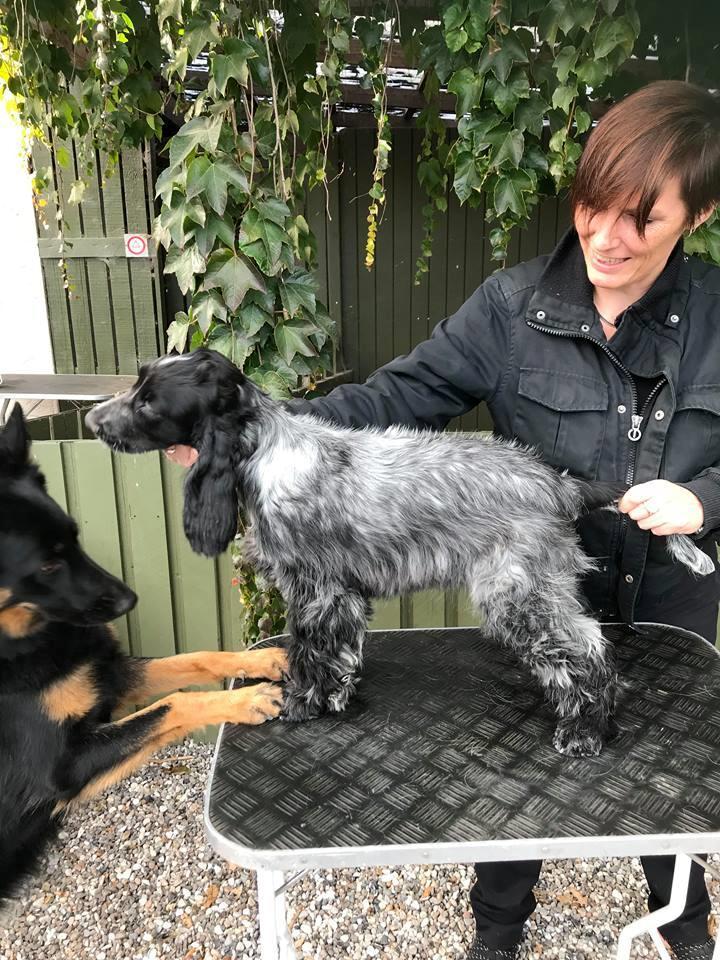 Cocker spaniel Ever billede 16