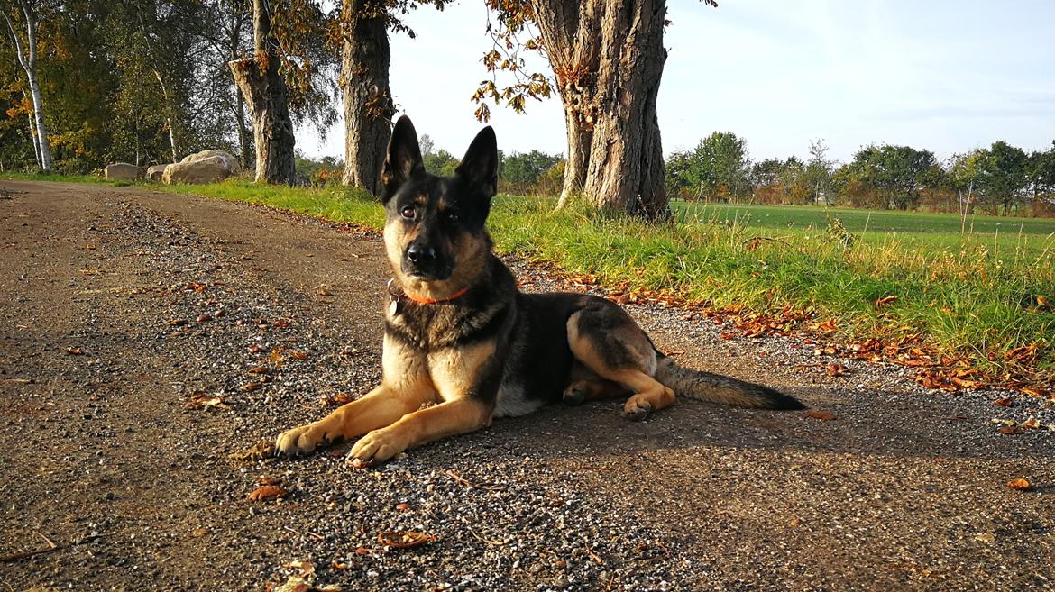 Schæferhund Juice 17/2-2011 - 7/9-2021 - 9/10-18 venter på at få lov at tage sit morgen søg  billede 2