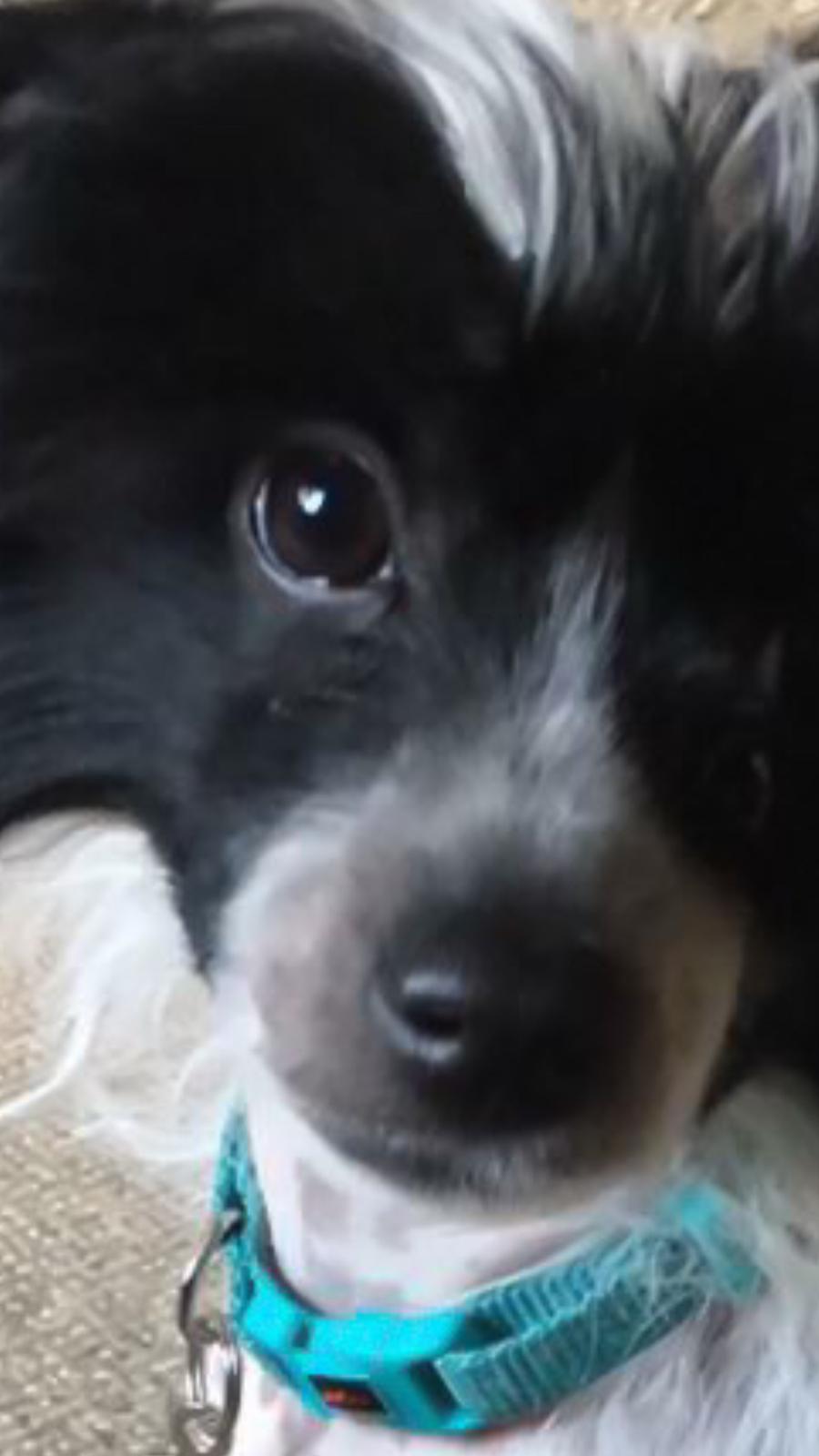 Chinese crested hårløs Jax billede 35