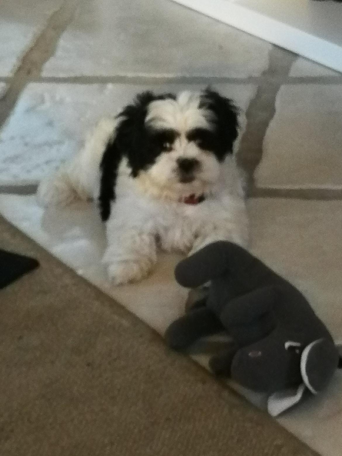 Shih tzu Lucy billede 1