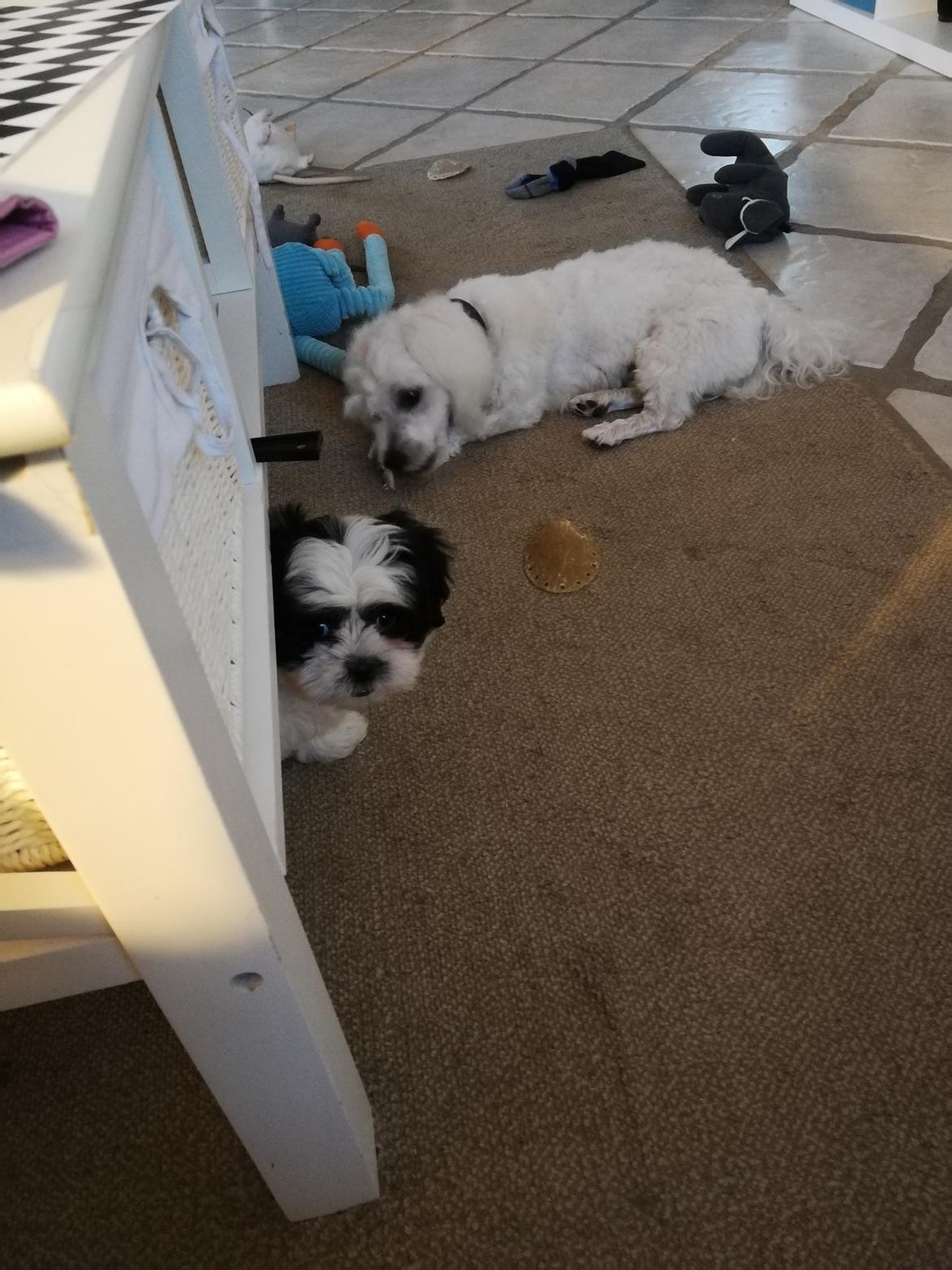 Shih tzu Lucy billede 3