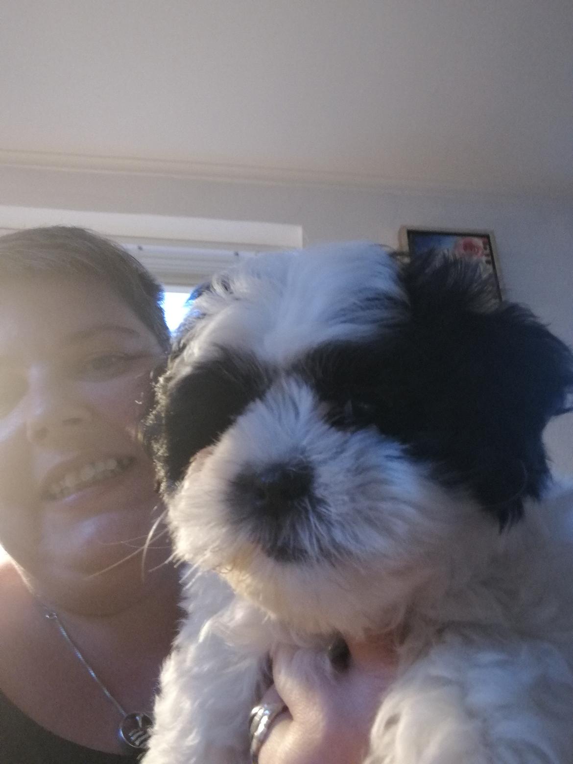 Shih tzu Lucy billede 4