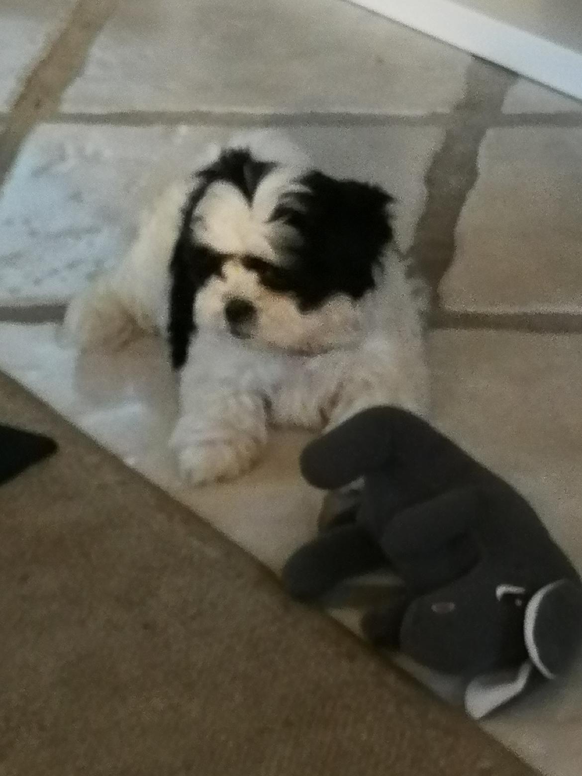 Shih tzu Lucy billede 2