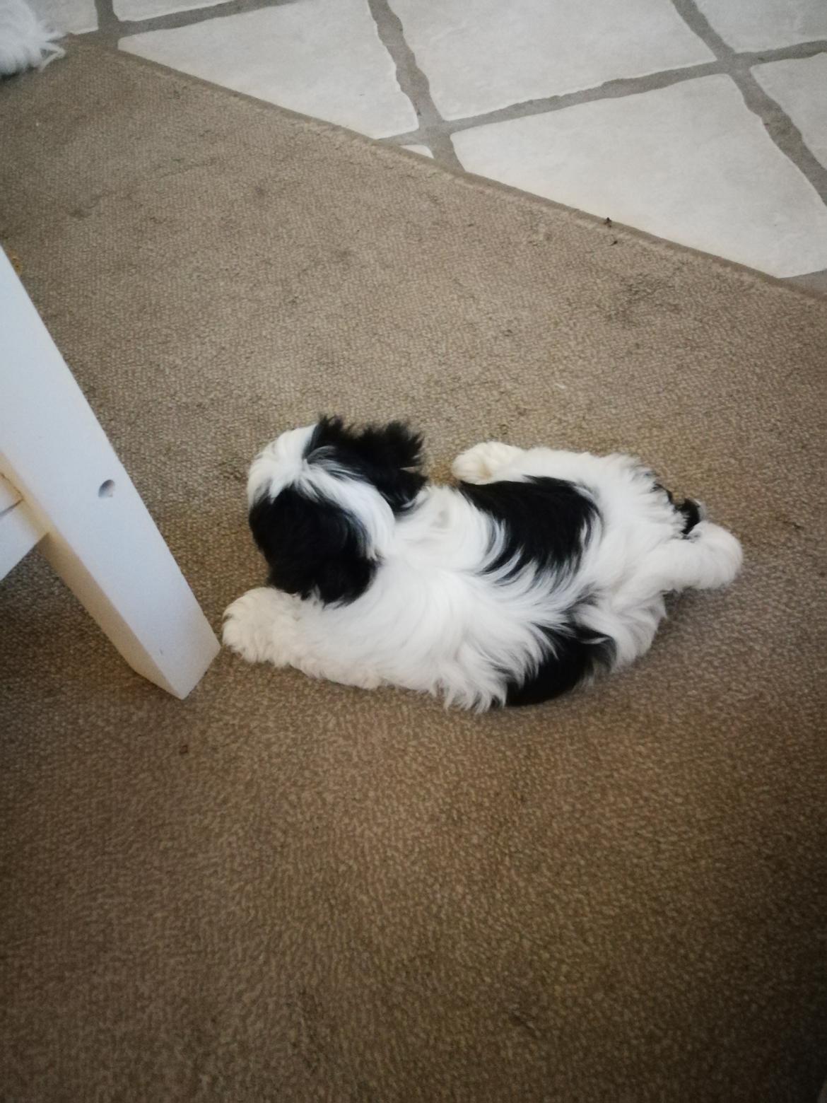 Shih tzu Lucy billede 5