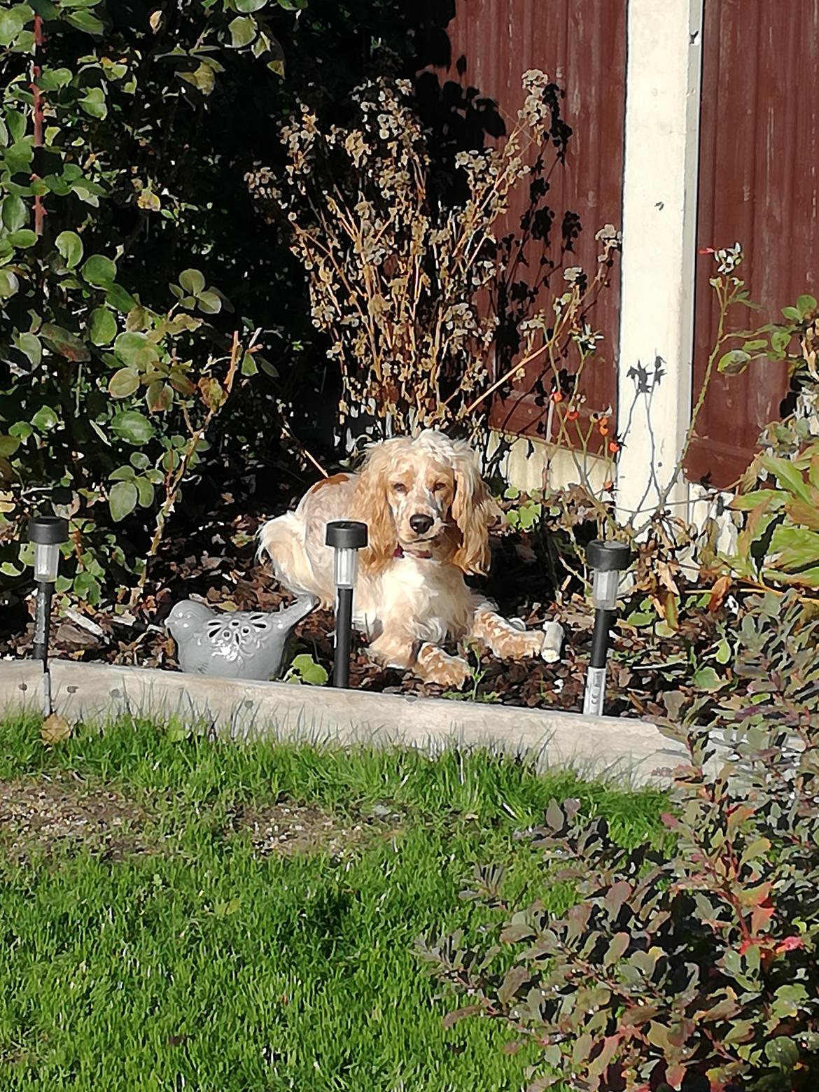 Cocker spaniel BusterLine <3 billede 2