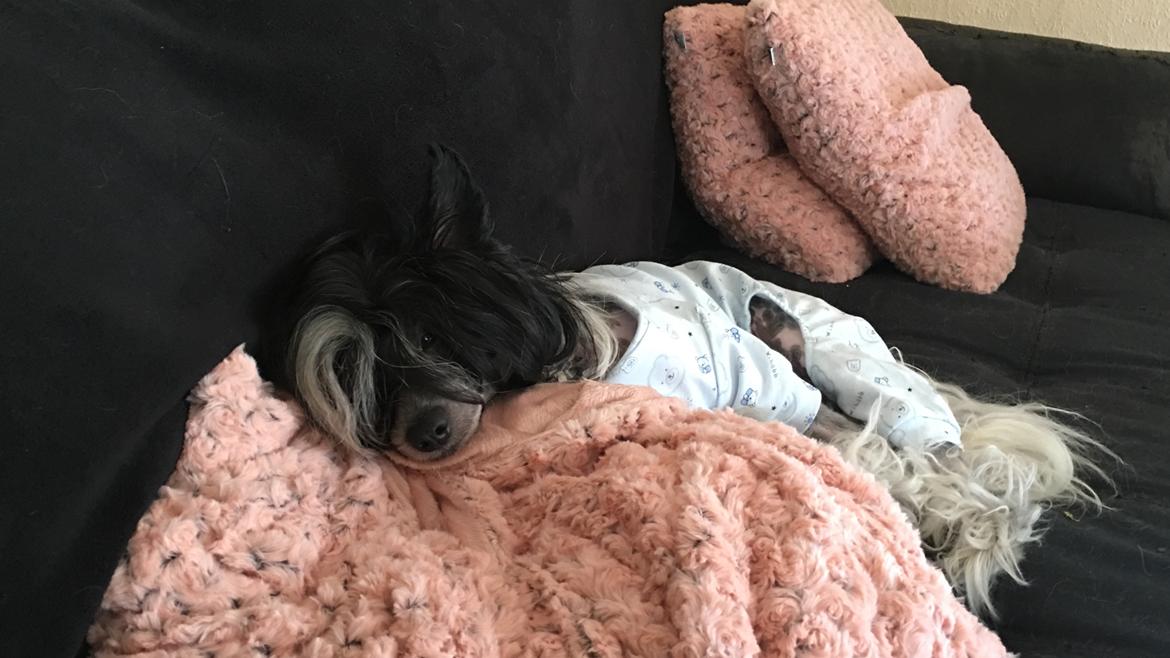 Chinese crested hårløs Jax billede 36