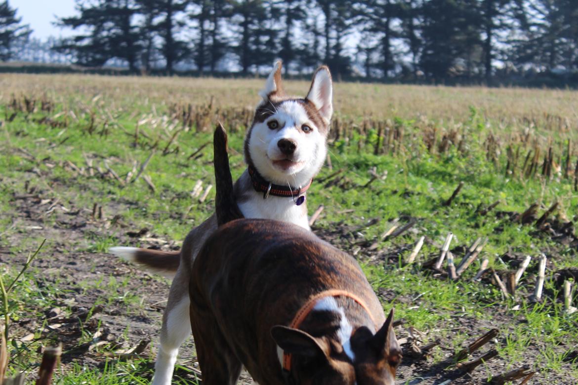 Siberian husky Parco billede 6