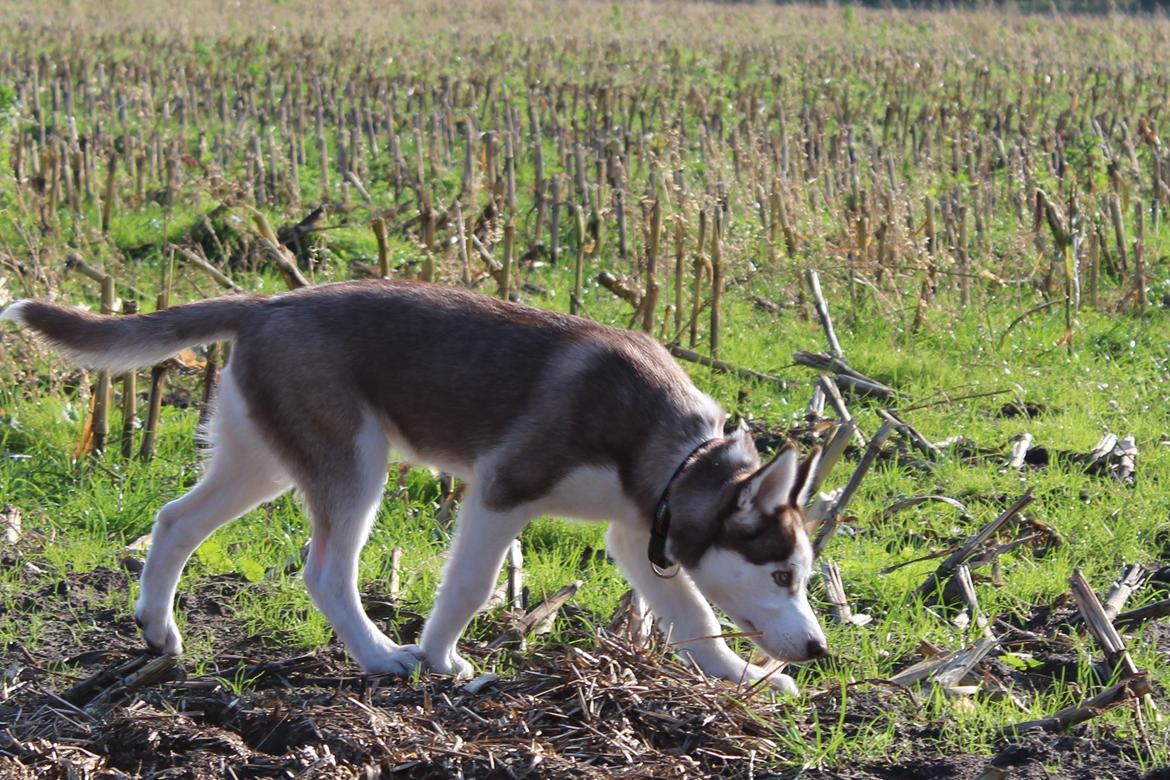 Siberian husky Parco billede 7