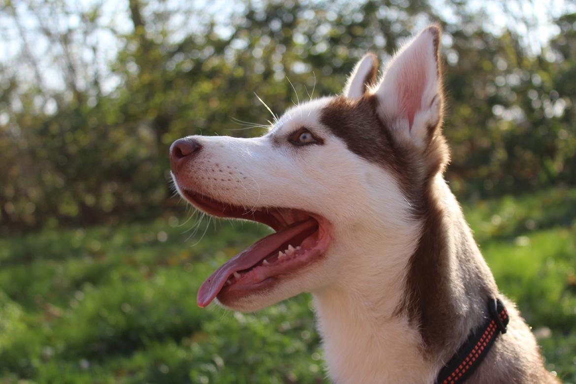 Siberian husky Parco billede 5