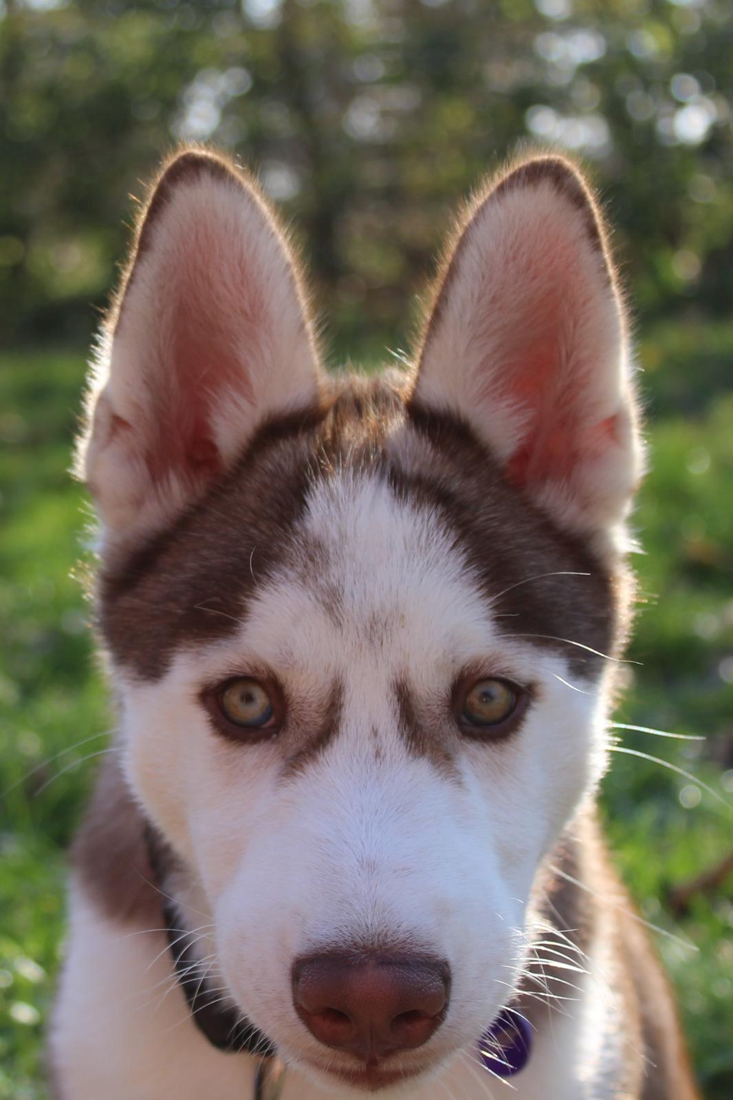 Siberian husky Parco billede 2