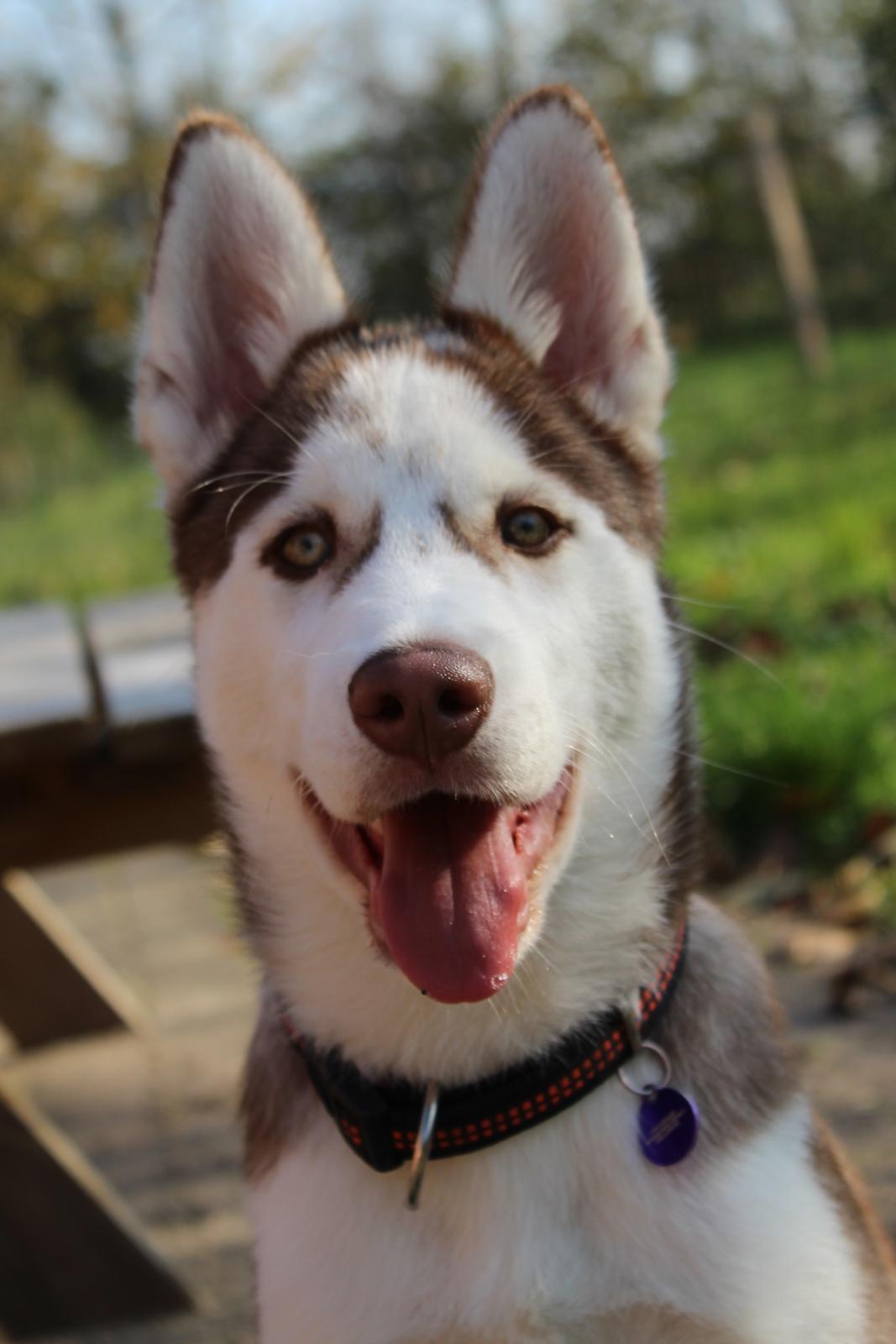 Siberian husky Parco billede 1