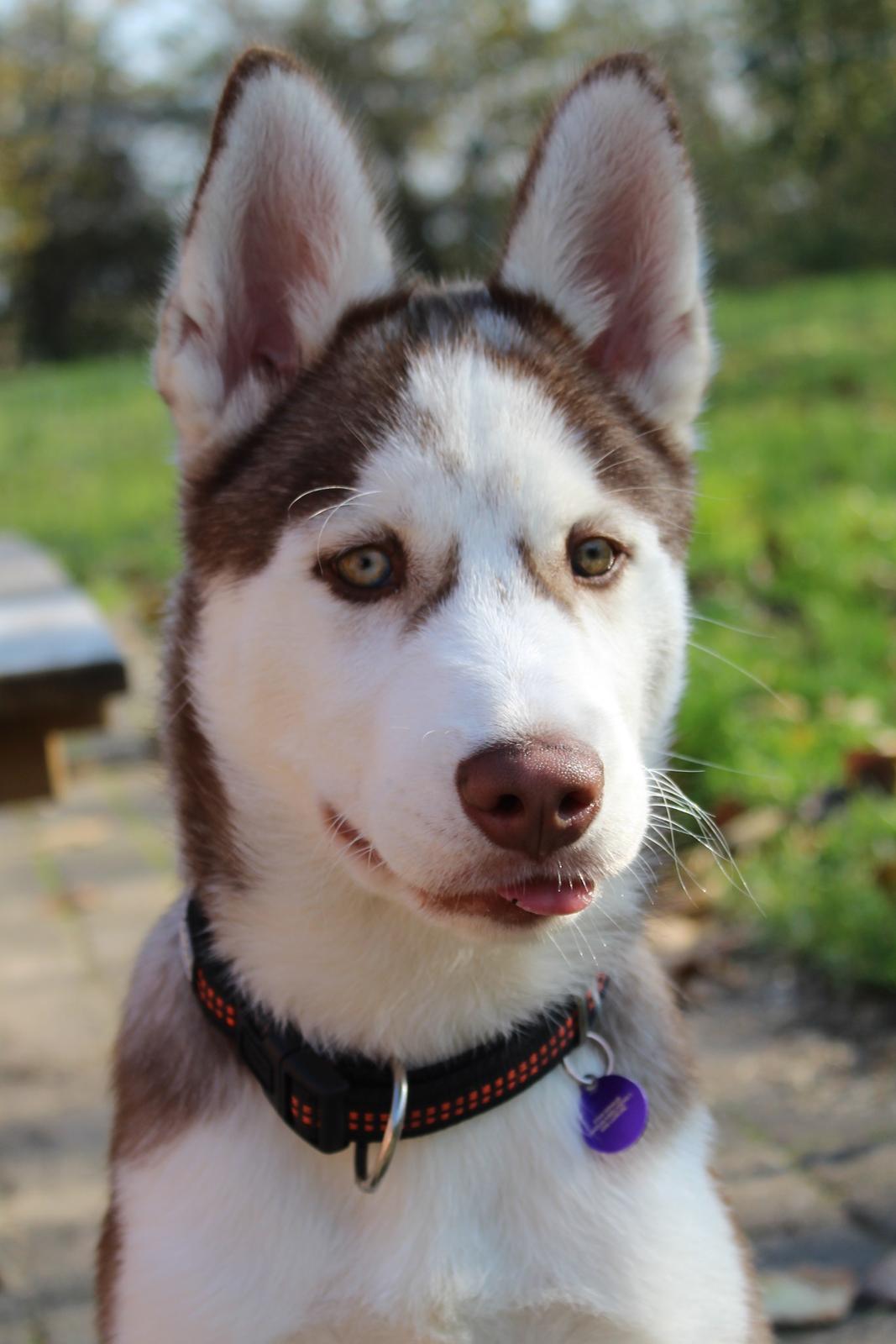 Siberian husky Parco billede 3