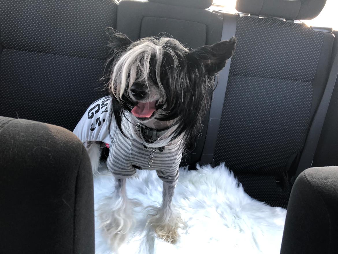Chinese crested hårløs Jax billede 37
