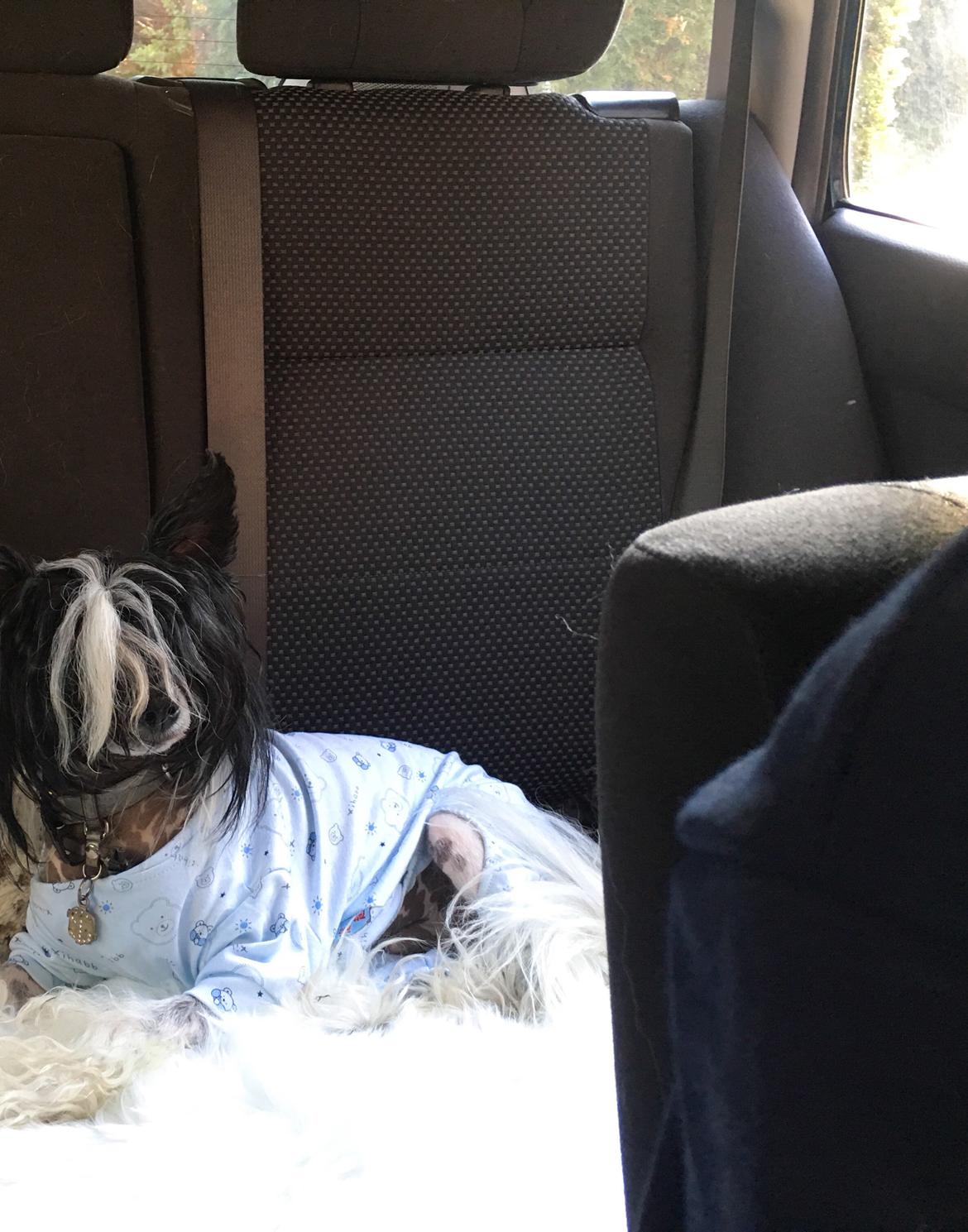 Chinese crested hårløs Jax billede 38