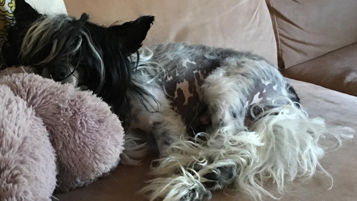 Chinese crested hårløs Jax billede 39