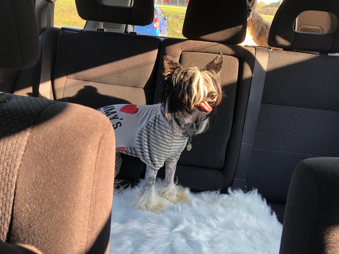 Chinese crested hårløs Jax billede 40