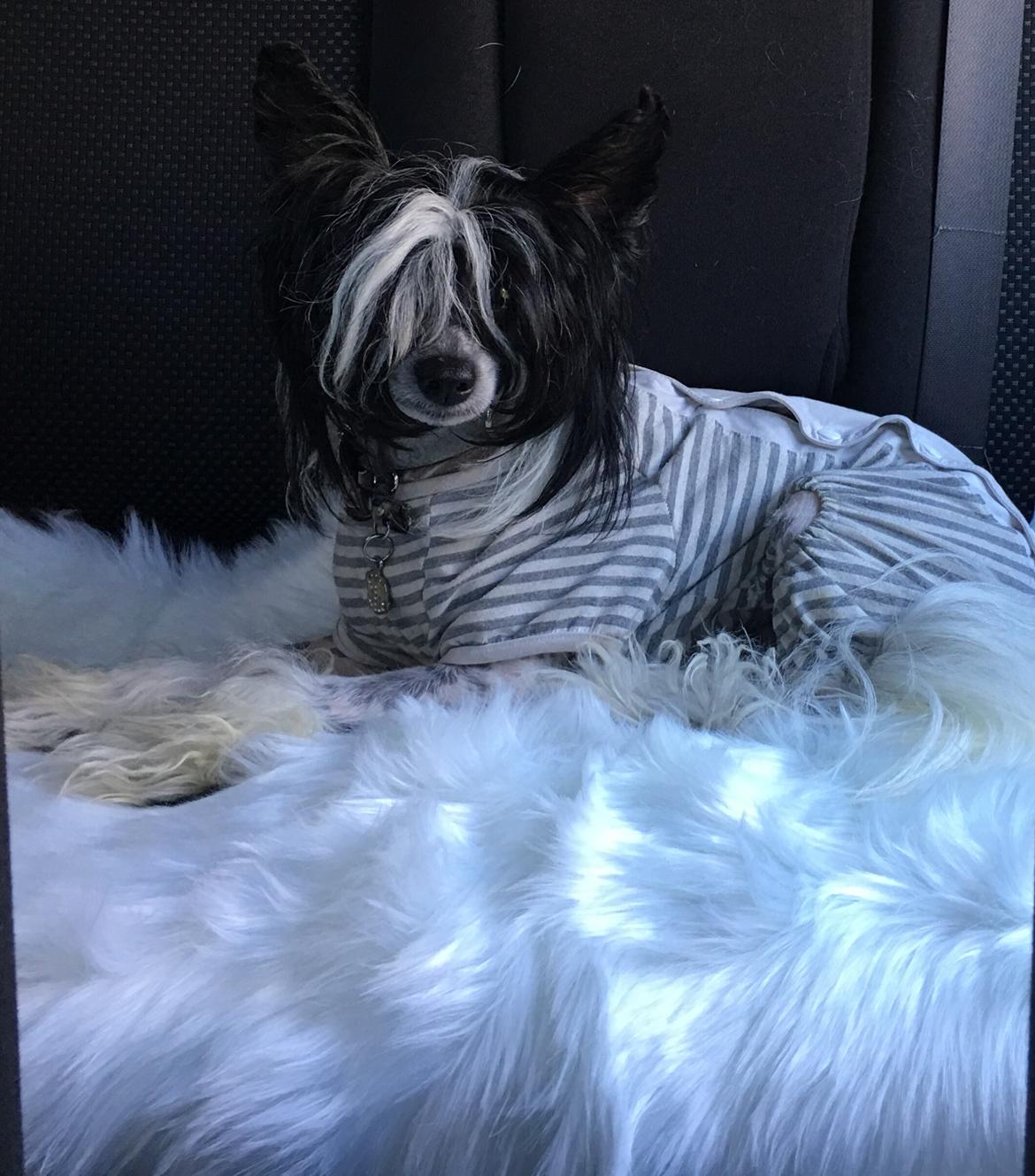 Chinese crested hårløs Jax billede 31